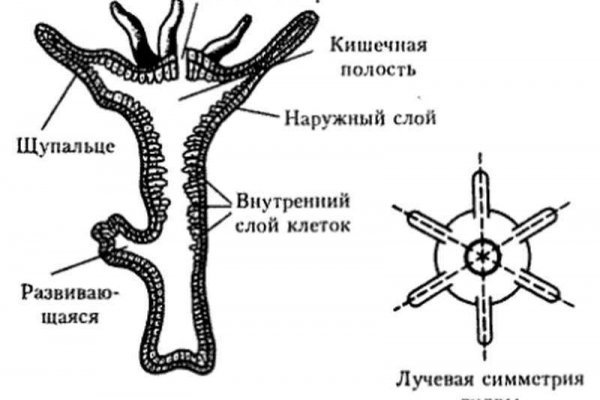 Kraken ссылка krakentor site