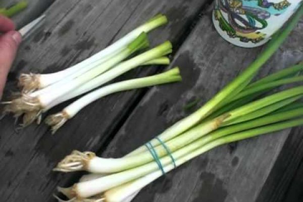Кракен ссылка купить соли